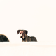 Illustration for article titled Shooting Challenge Pets Gallery 6